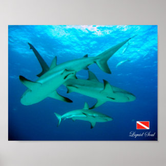 Poster de requins récifs