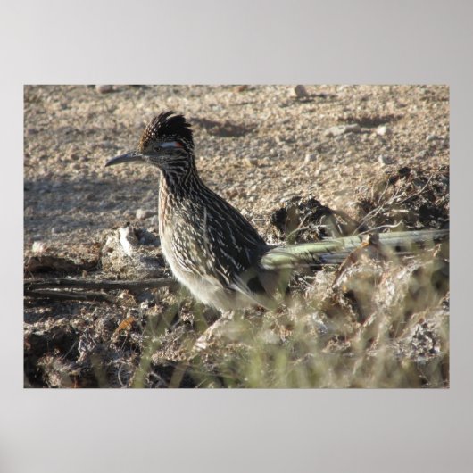 Poster de Roadrunner (Devant)