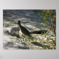 Poster de Roadrunner
