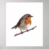 Poster de Robin Bird (Erithacus Rubecula) (Devant)