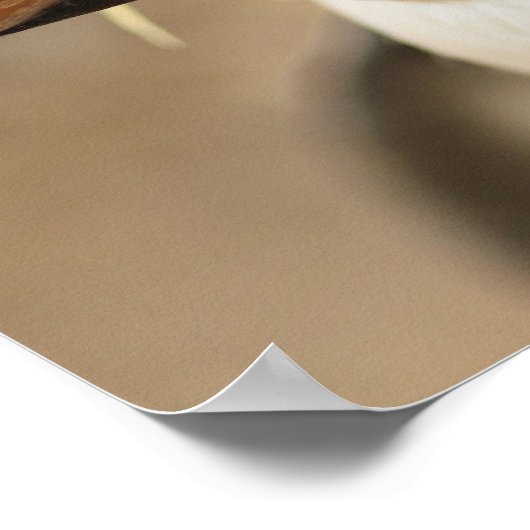 Poster de Rockhopper Penguin (Coin)