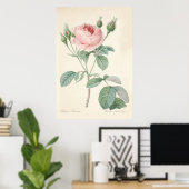 Poster de Rosa Muscosa (Bureau à domicile)