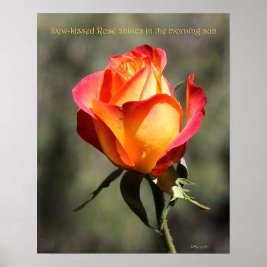 Poster de Rose baisé 16x20 ROSE & PROSE (Devant)