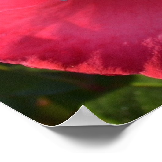 Poster de Rose d'automne rose (Coin)