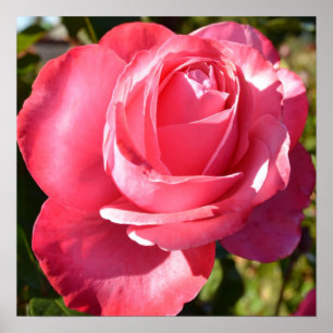Poster de Rose d'automne rose