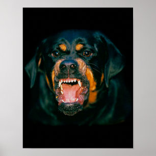 Poster de Rottweiler
