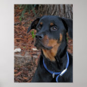 Poster de Rottweiler Heidi (Devant)