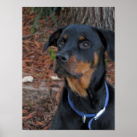 Poster de Rottweiler Heidi