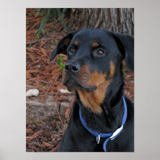 Poster de Rottweiler Heidi (Devant)