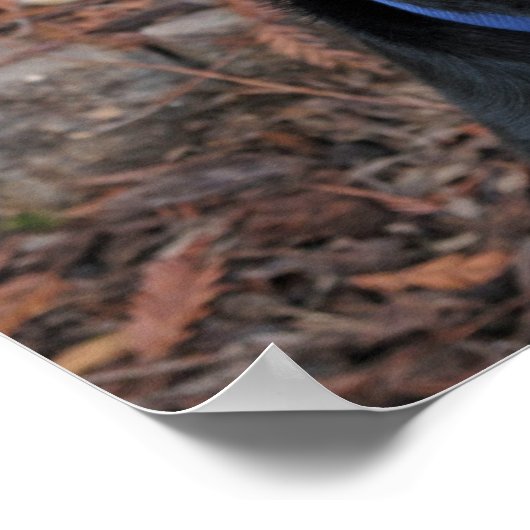 Poster de Rottweiler Heidi (Coin)