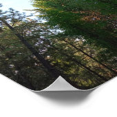 Poster de sapin de Douglas (Coin)