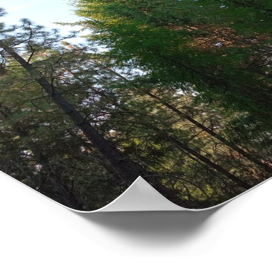 Poster de sapin de Douglas (Coin)