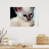 Poster de Sasha Kitten (Cuisine)