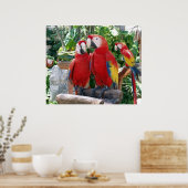 Poster de Scarlet Macaws (Cuisine)