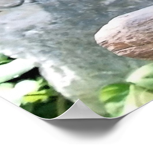 Poster de Scarlet Macaws (Coin)