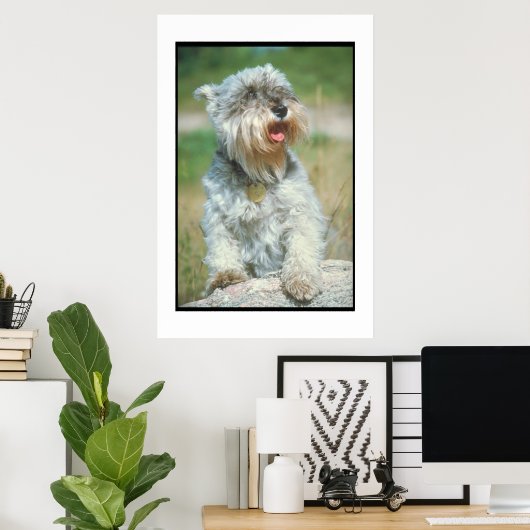 Poster de Schnauzer Miniature (Bureau à domicile)