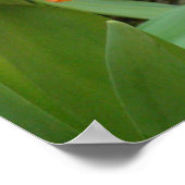 Poster de sculpture Orange Tulip (Coin)