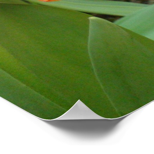 Poster de sculpture Orange Tulip (Coin)