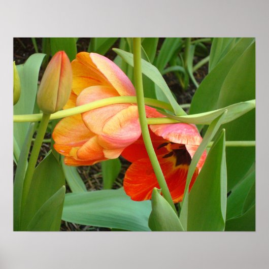 Poster de sculpture Orange Tulip (Devant)