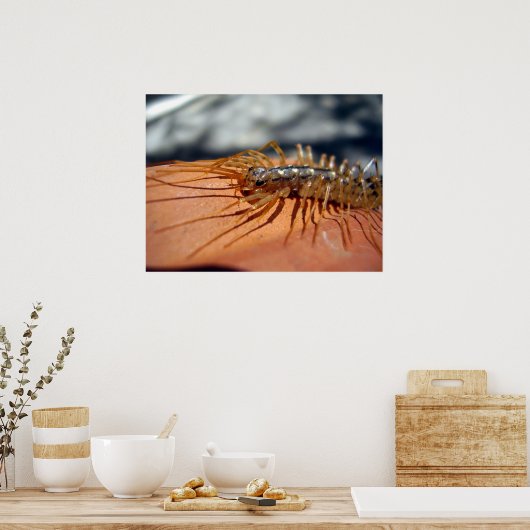 Poster de Scutigera Coleoptrata (Cuisine)