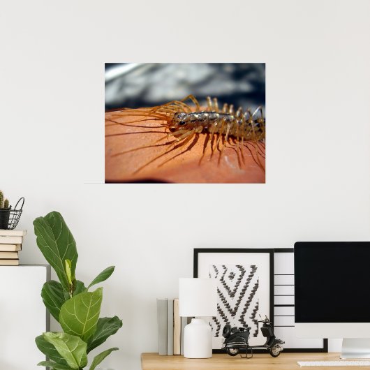 Poster de Scutigera Coleoptrata (Bureau à domicile)