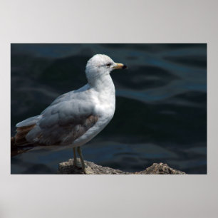 Poster de Seagull