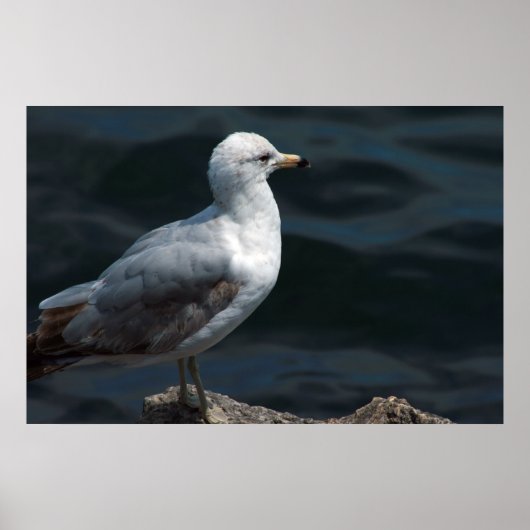 Poster de Seagull (Devant)