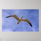 Poster de Seagull (Devant)