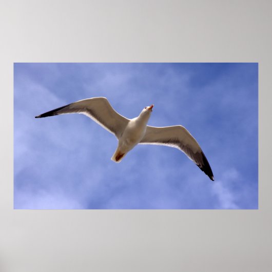 Poster de Seagull (Devant)
