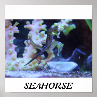 Poster de Seahorse