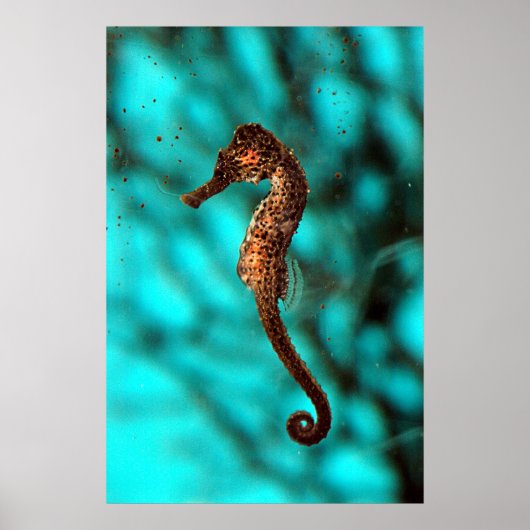 Poster de Seahorse (Devant)
