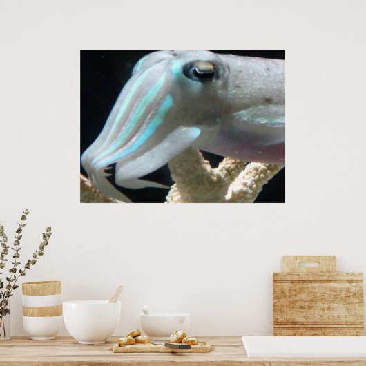 Poster de seiche (Cuisine)