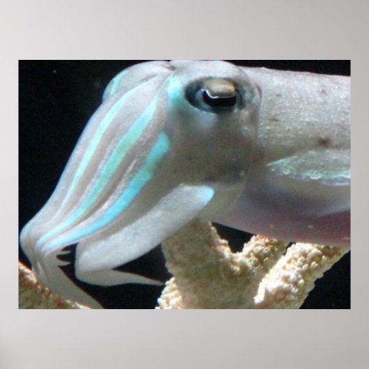 Poster de seiche (Devant)