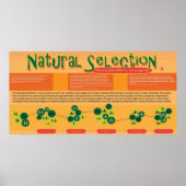 Poster de sélection naturelle (Devant)