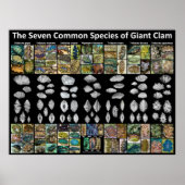 Poster de sept espèces communes de palourdes géant (Devant)