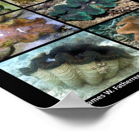 Poster de sept espèces communes de palourdes géant (Coin)