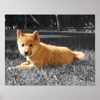 Poster de Shiba Inu