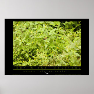 Poster de singe d'écureuil d'Amazon