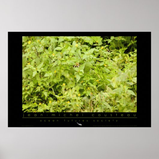 Poster de singe d'écureuil d'Amazon (Devant)