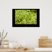 Poster de singe d'écureuil d'Amazon (Cuisine)