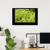 Poster de singe d'écureuil d'Amazon (Bureau à domicile)