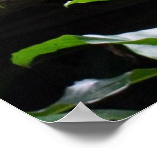 Poster de singe Douc Langur à rayures rouges (Coin)