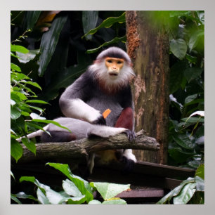 Poster de singe Douc Langur à rayures rouges