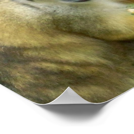 Poster de singe écureuil (Coin)