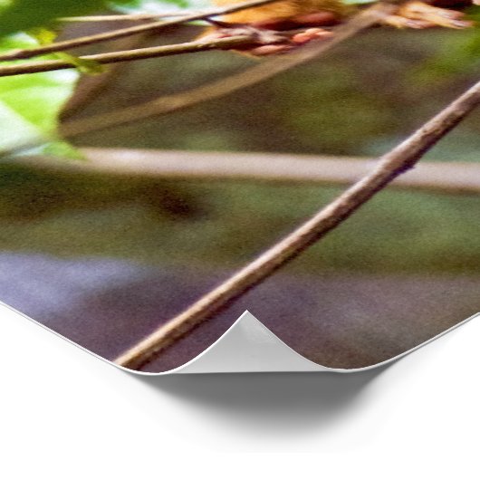 Poster de singe écureuil (Coin)