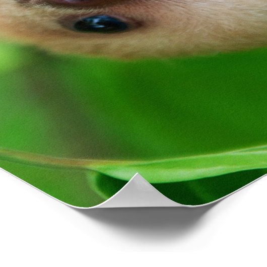 Poster de Sloth (Coin)