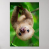 Poster de Sloth (Devant)