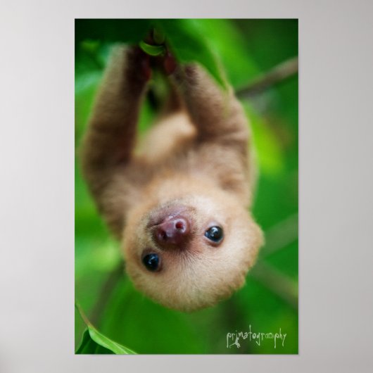 Poster de Sloth (Devant)