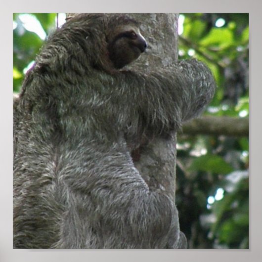 Poster de Sloth (Devant)