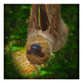 Poster de Sloth Rainforest (Devant)